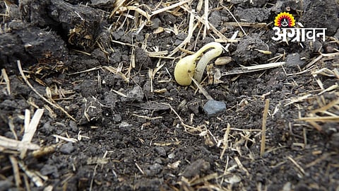 Farmers Report Poor Soybean Germination in Barshi