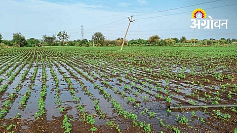 Rainfall Deficit Continues in Parbhani and Hingoli