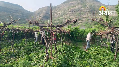 Grape Pruning