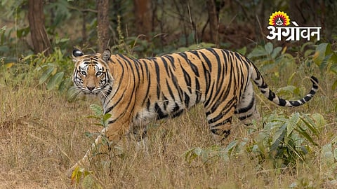 Forest Department Probes Tiger Death During Rescue Operation