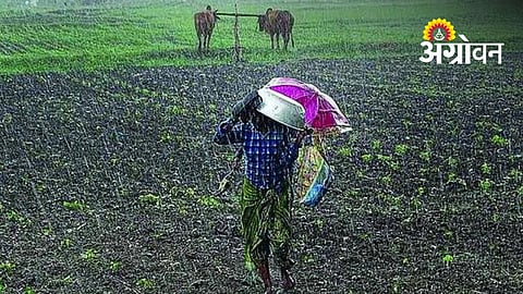 Rain Returns to 63 Revenue Circles in Marathwada After Long Dry Spell