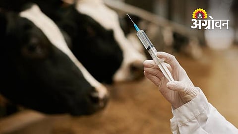 Livestock Immunization Drive Moves at a Slow Pace