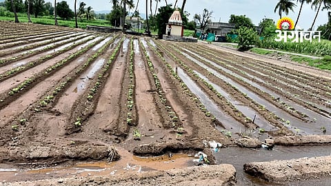 Kharif Crops Affected