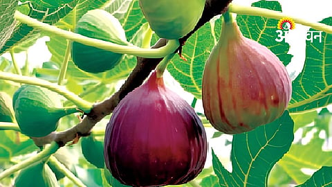Fig Crop Insurance