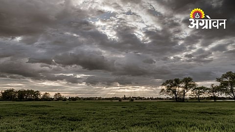 Rain Break Raises Concern for Kharif Crops in Sangli