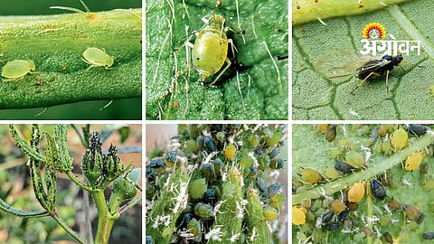 Okra Aphid Pest