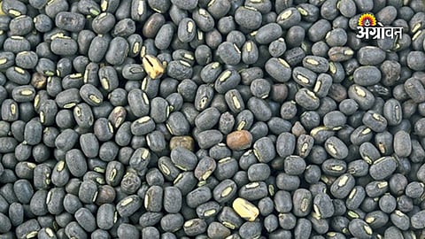 Urad Prices Rise