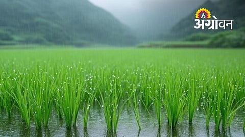 Light Rain Brings Relief to Paddy Farmers in Sindhudurg