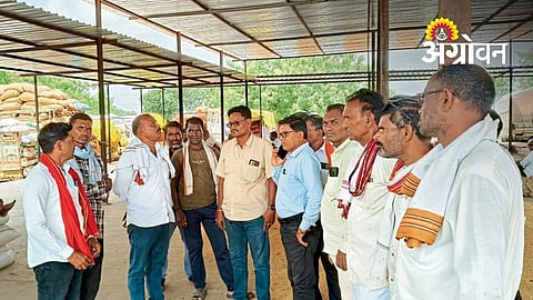Jowar Farmers Demand Reopening of NAFED Purchase Portal