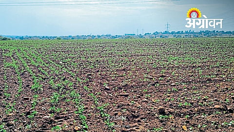 Rain Delay Puts Kharif Sowing at Risk in Kingaon