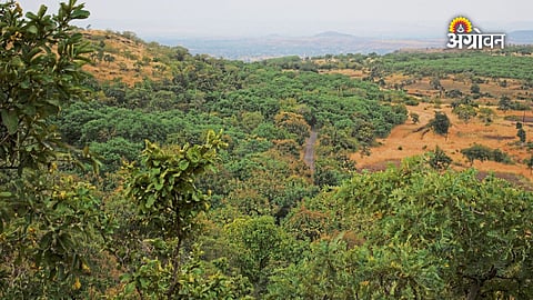 Forest ecosystem and sustainable development