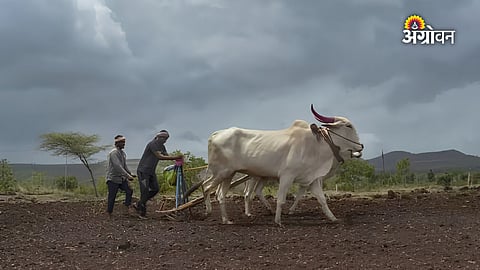 crop advisory for delayed monsoon in Vidarbha