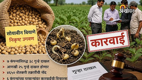 Soybean seed germination failure in Amaravati