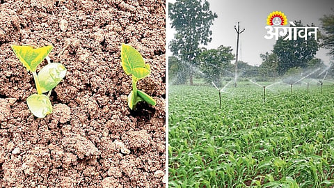 Yeola Farmers Rely on Sprinkler Irrigation