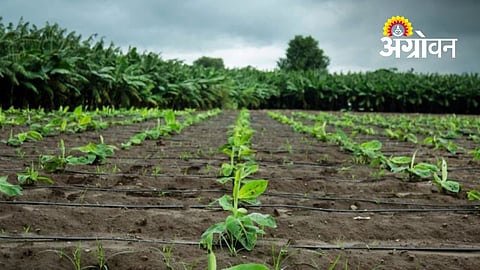 Khandesh Farmers Choose Low-Cost Banana Corms