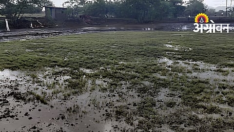 Paddy Nursery Damage