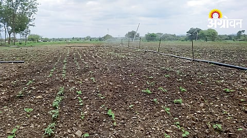 Soybean Prices Rise
