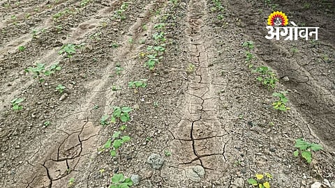 Yavatmal Farmers Await Heavy Rain