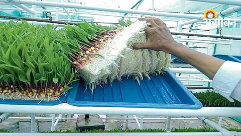 Hydroponic Fodder Production
