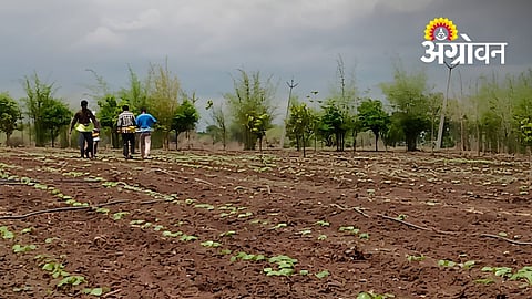 Low Rainfall Raises Crop Concerns in Akola