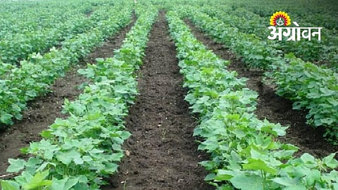 Yavatmal Farmers Await Heavy Rain