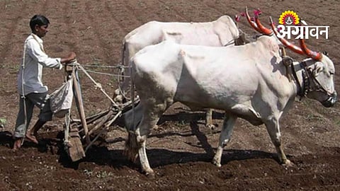 Lack of Rain Hits Vidarbha Farmers