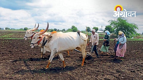Farmers Complete 92% Sowing Despite Dry Spell