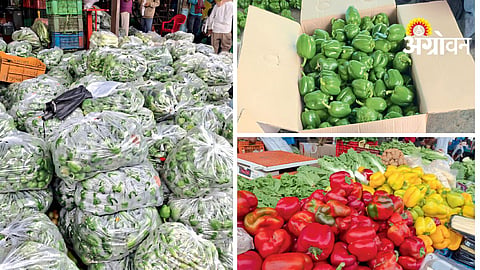 Capsicum Demand Rises