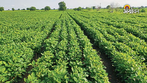 Challenges for farmers during El Nino