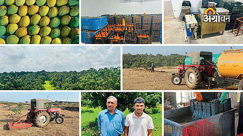 Maharashtra mango farmer success