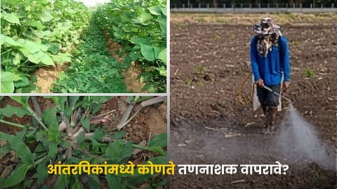 Best Herbicide For Kharif Intercrops