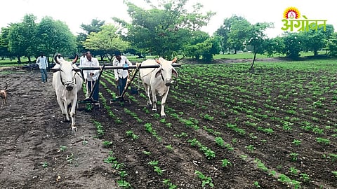 Collective Cotton Farming