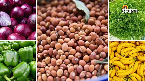 APMC crop price update today