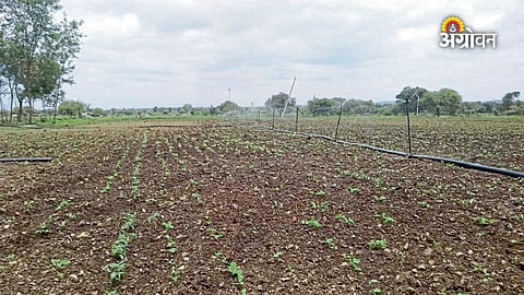 Soybean germination problems and solutions