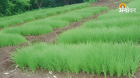 Onion Nursery Management