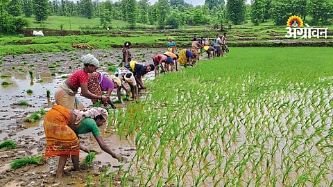 Paddy Transplantation