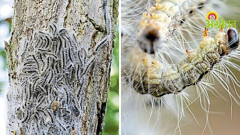 Pest Outbreak