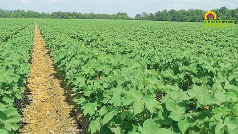 Cotton Crop Growth