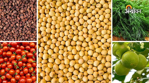 Daily agricultural commodity prices