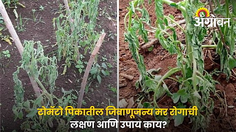 Symptoms Of Bacterial Wilt In Tomato