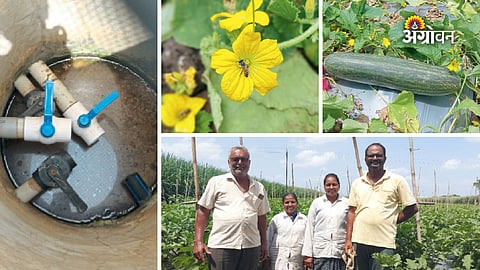 Indigenous cucumber seed preservation in India