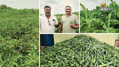 High quality bhindi production