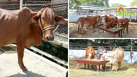 Indigenous Cattle Breeding
