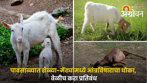Enterotoxemia In Goats and Sheeps During Monsoon