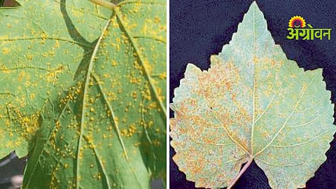 Biological Crop Disease Control