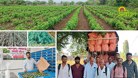 Silk Farming Success Story