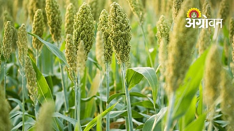 Low Jowar Sowing Across Khandesh