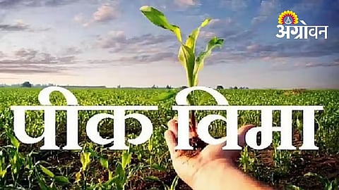 Khandesh Farmers Turn Away from Crop Insurance