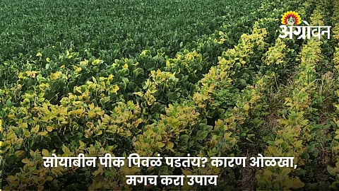 Identify the Reason Before Treating Yellow Soybean