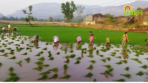 Paddy Replantation Update